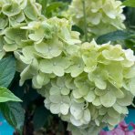 Hortenzia metlinatá (Hydrangea paniculata) ‘PETITE STAR’® - výška 30-40 cm, kont. C2L